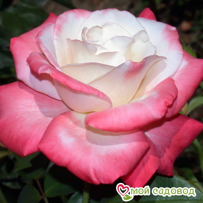 Роза Росинка