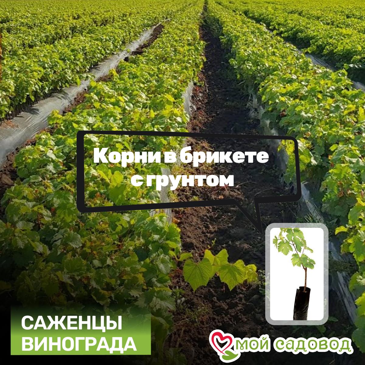 Виноград Столетие