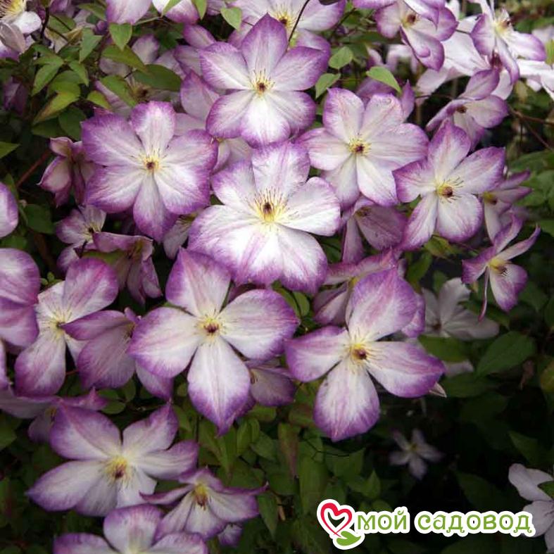 Клематис ПЕРНИЛЛЬ