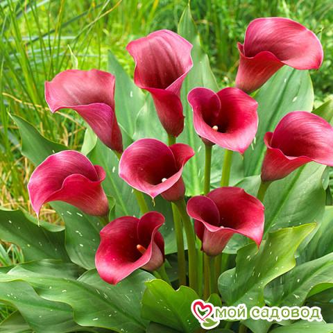 Калла Аллюр