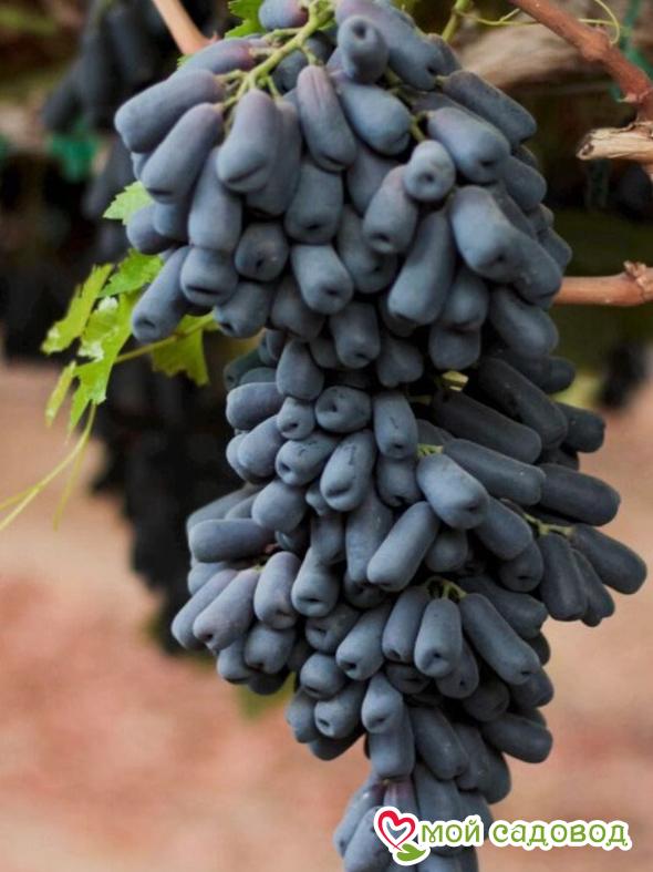 Виноград Аватар