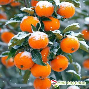 Хурма Зимняя Сказка