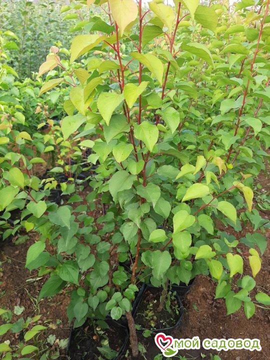 Абрикос Морозный колоновидный